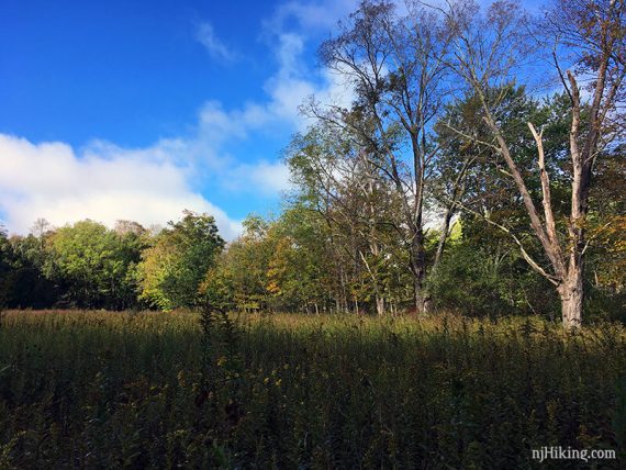 Field with trees around it