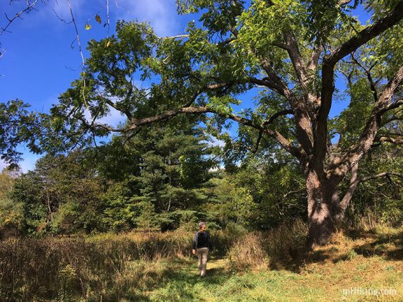 Hiker under a large tree with arching branches near a pond.