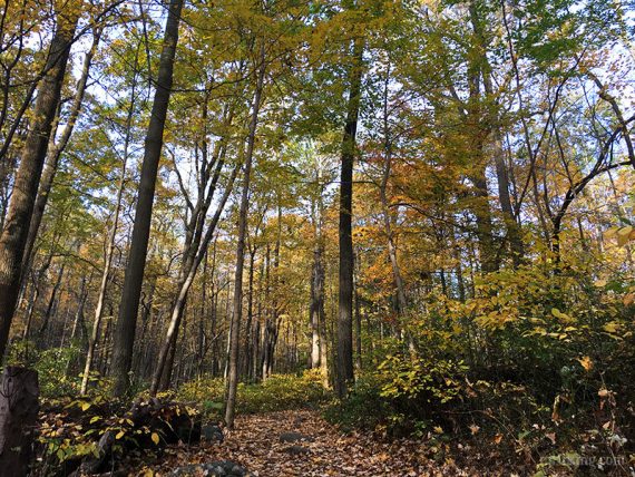 Path with tall trees with yellow leaves.