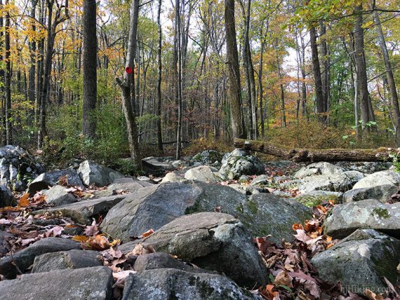 Rocky red trail with a red marker on a tree.