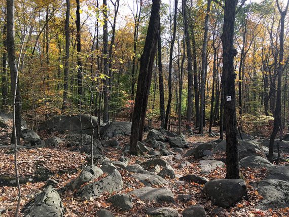 Ridge Trail