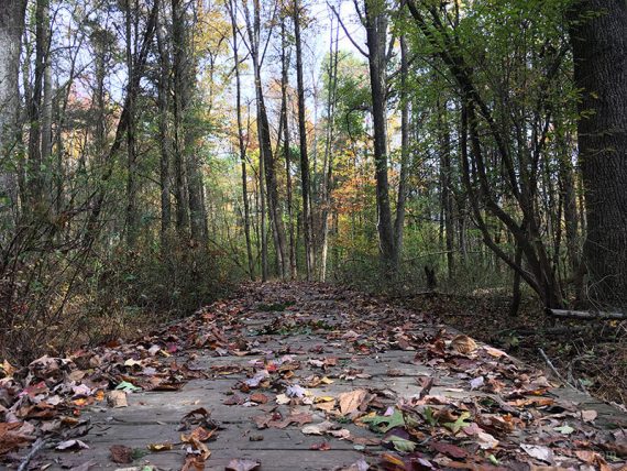 Leaf covered trail boardwalk.