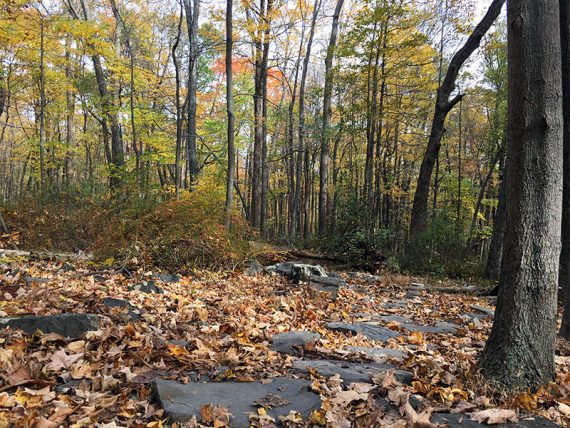 Flat rocks on the trail.