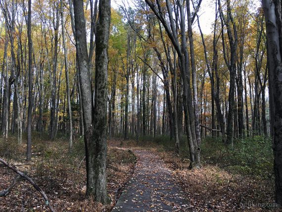 Flat wooden boardwalk on a trail.