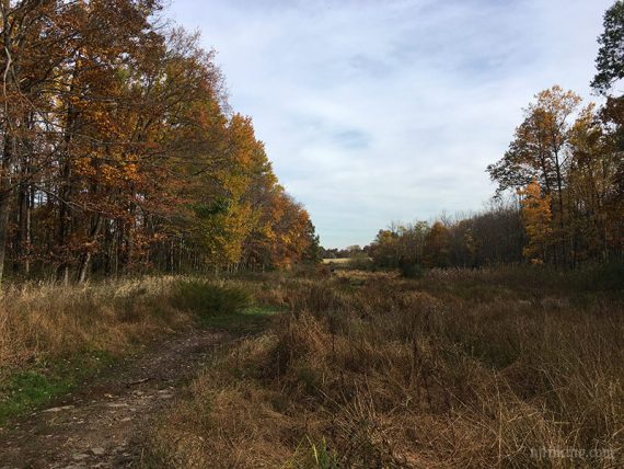 Looking down a grassy pipeline cut with trees on either side.