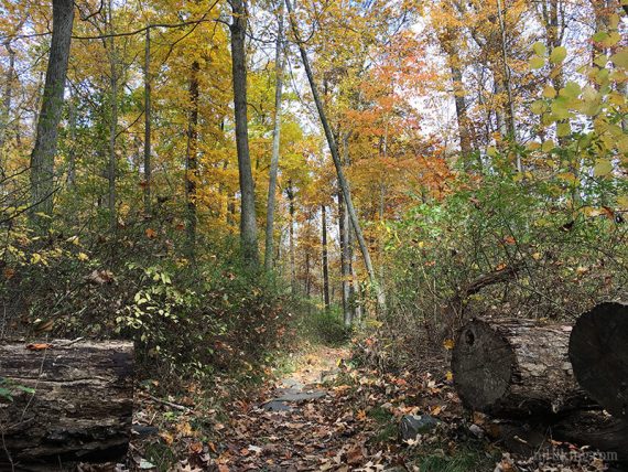 Trail through a cut log.