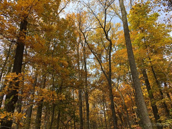 Vibrant yellow fall foliage on tall trees.