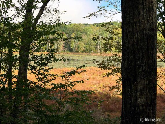 Vegetation covered water see thru trees.