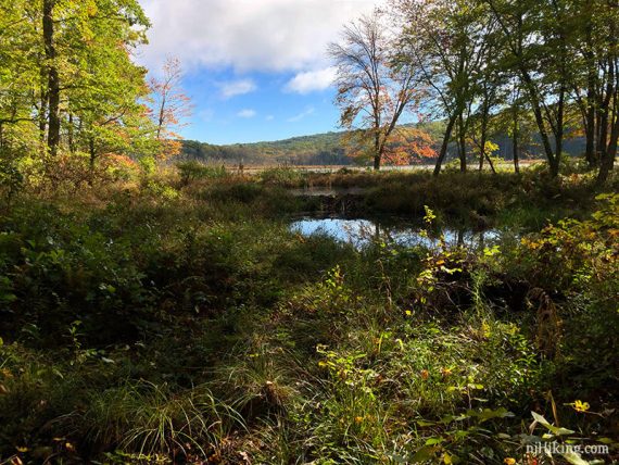 Low green foliage in front of a small lake.
