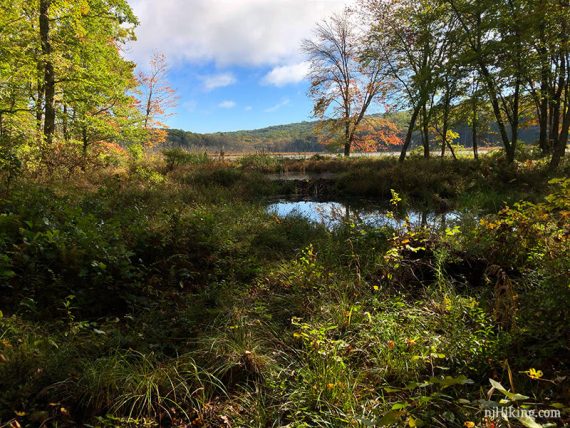 Low green foliage in front of a small lake