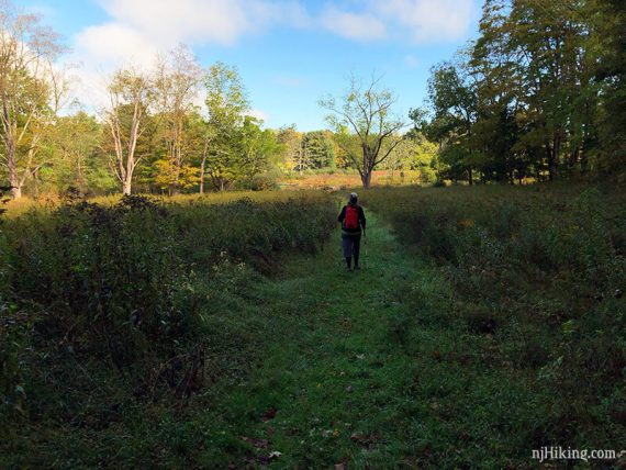 Hiker on a mowed trail with tall grass on either side.