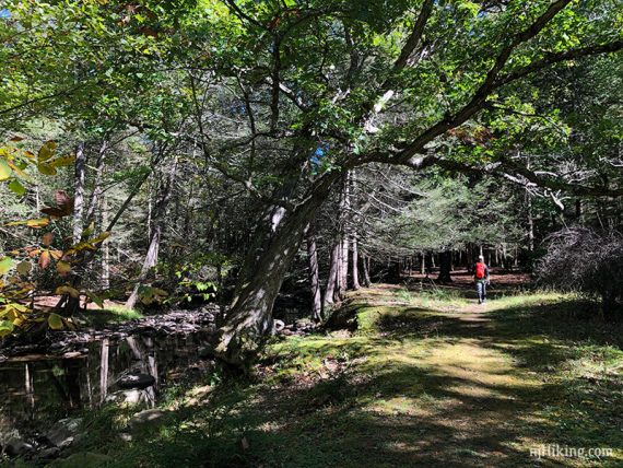 Hiker walking on a wide path under arching trees along a stream.