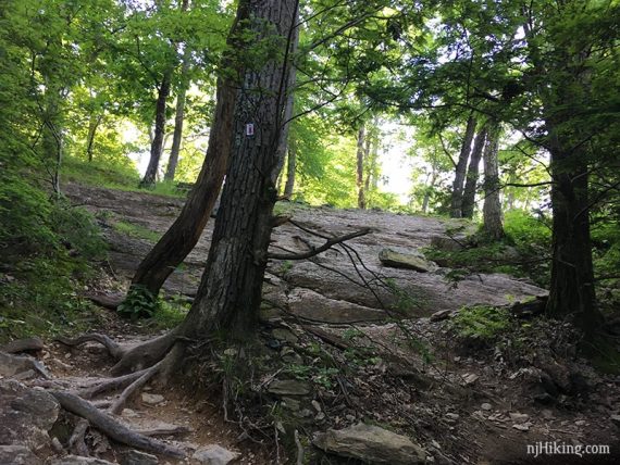 Slanted rock face on the red dot trail.