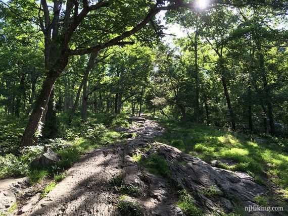 Trail covered in a large flat section of rock.