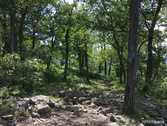 Three blue blazes on a tree.