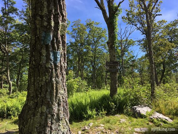 Trail sign for the blue trail.