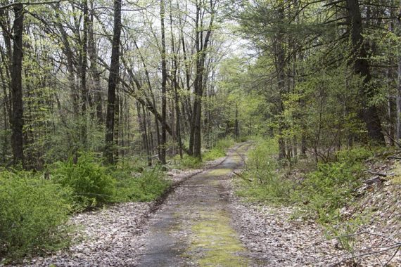 Hamilton Ridge Trail(BLUE)