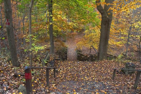 Stairway covered in fall leaves.