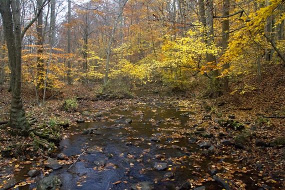 Stream surrounded by yellow fall foliage.