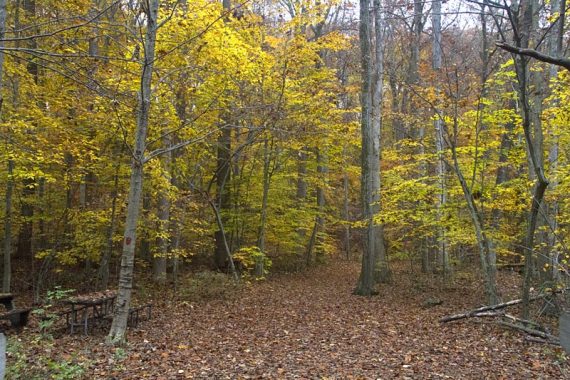 Hiking trail with yellow foliage.