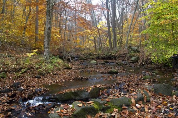 Stream with fall foliage.