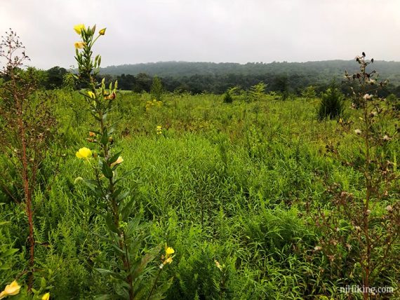 Field with wildflowers