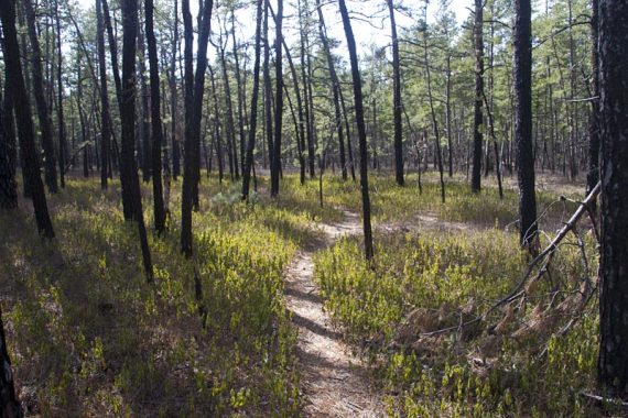 GREEN Wilderness Connector trail