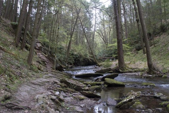 Van Campens Glen Trail (YELLOW)