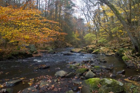 Yellow, orange, and green foliage around a rocky stream.