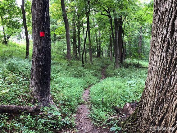 Red marker on the Ravine trail