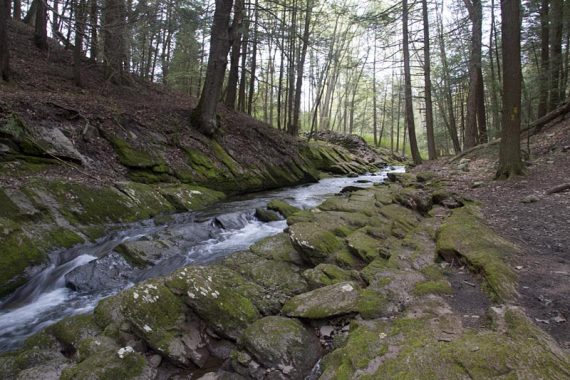 YELLOW trail veers to the right away from the glen