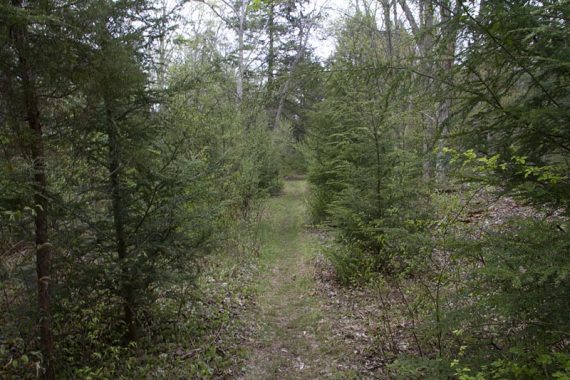 Unmarked trail on the way to Watergate Picnic Area