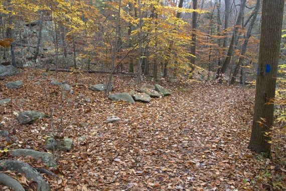 Leaf covered trail with blue markers on tree.