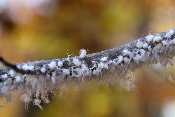 Wooly Adelids on a branch