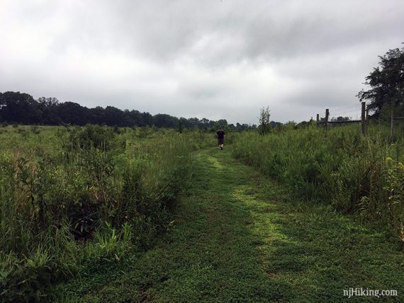 Back in the replanted fields