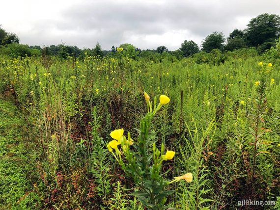 Field of wildflowers