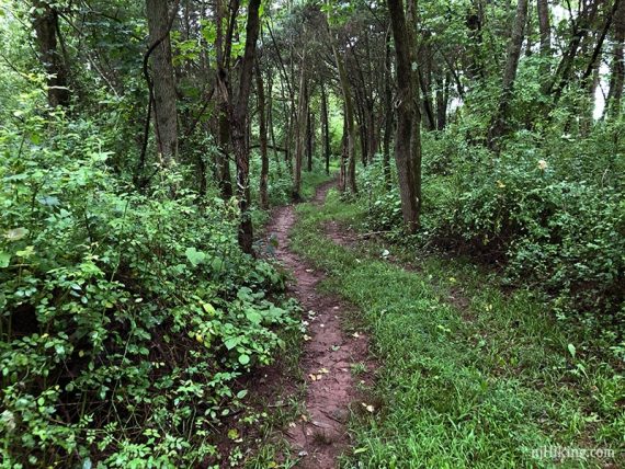 Trail on the way back