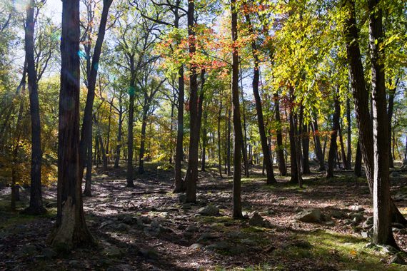 Sunlight streaming through trees