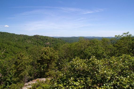 Green trees seen from a viewpoint.