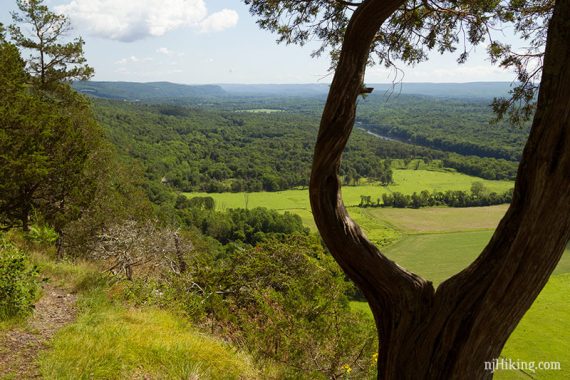 Fields and trees seen through a U-shaped tree.