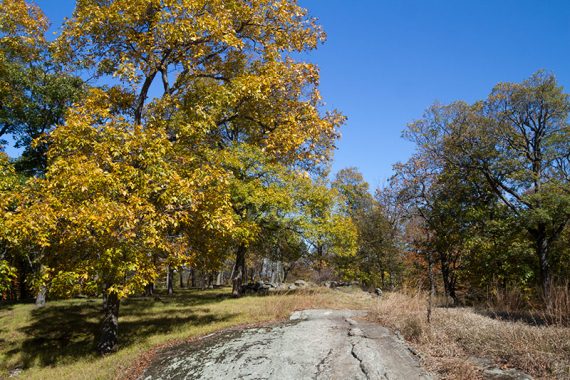 Large tree with yellow foliage near a rock slab on a trail.