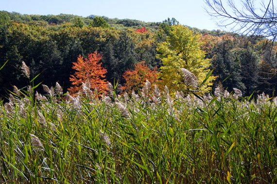 Swampy area along the Long Path.