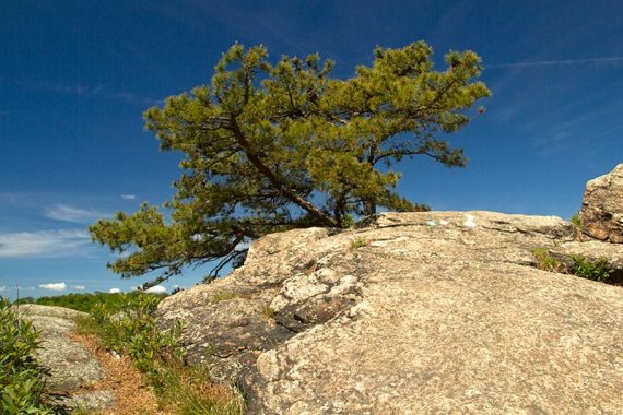 Tree on top of High Point.