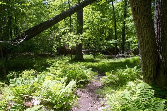 Green ferns crowding a trail.