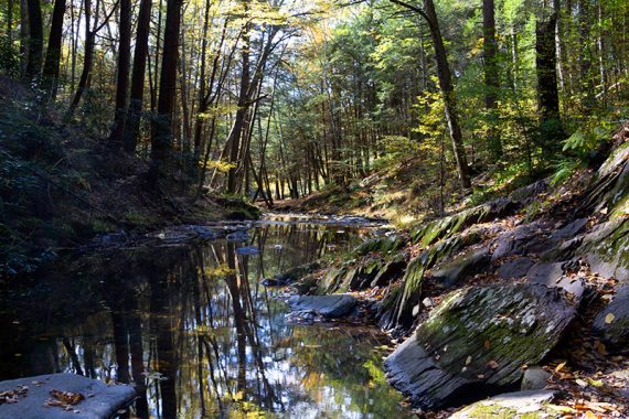 Trees reflected in a stream.