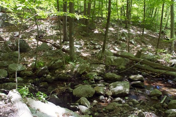 A stream on RED CIRCLE on WHITE a few steps from the turn onto WHITE.