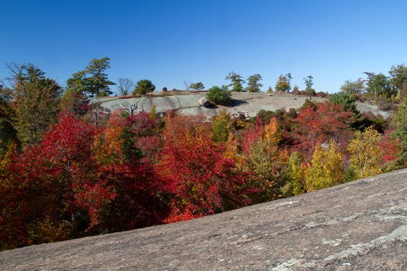 Fiery red low foliage along open rock slabs on a trail