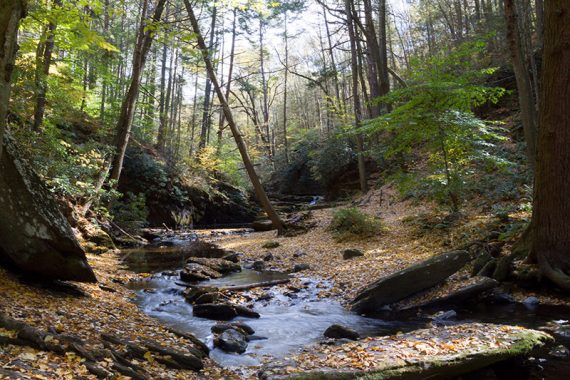 Ravine covered in leaves.