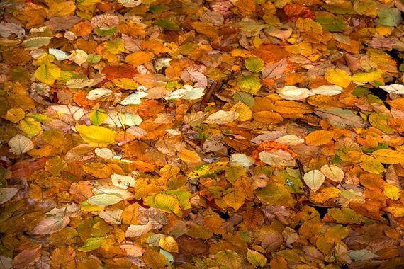 Colorful fall leaves glistening in water.