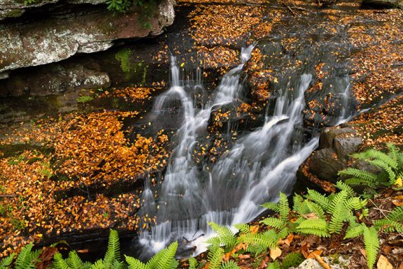 Delicate waterfall streaming over brightly colored leaves into a ravine.